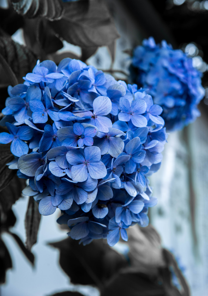 紫陽花