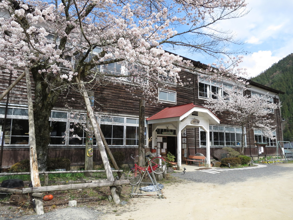 桜と小学校