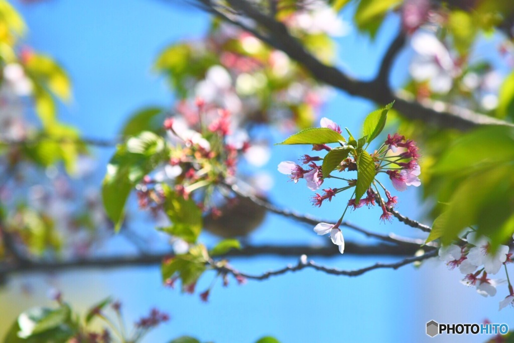 今年のお花見は４月8日