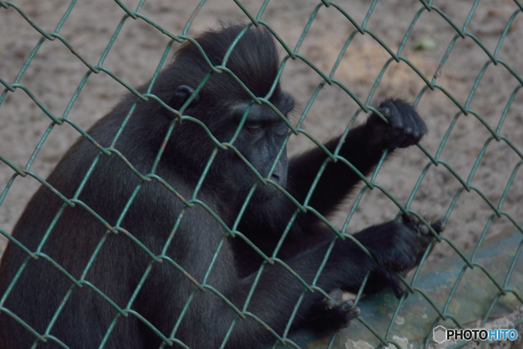 ラグナン動物園-5