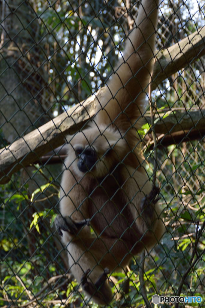 ラグナン動物園-6