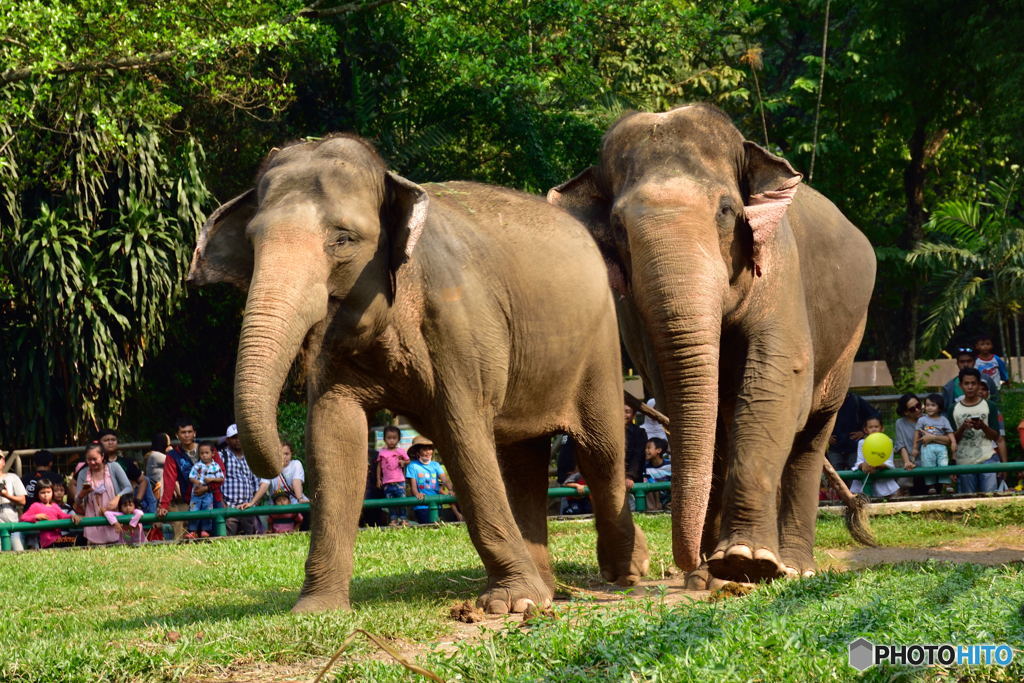 ラグナン動物園-1