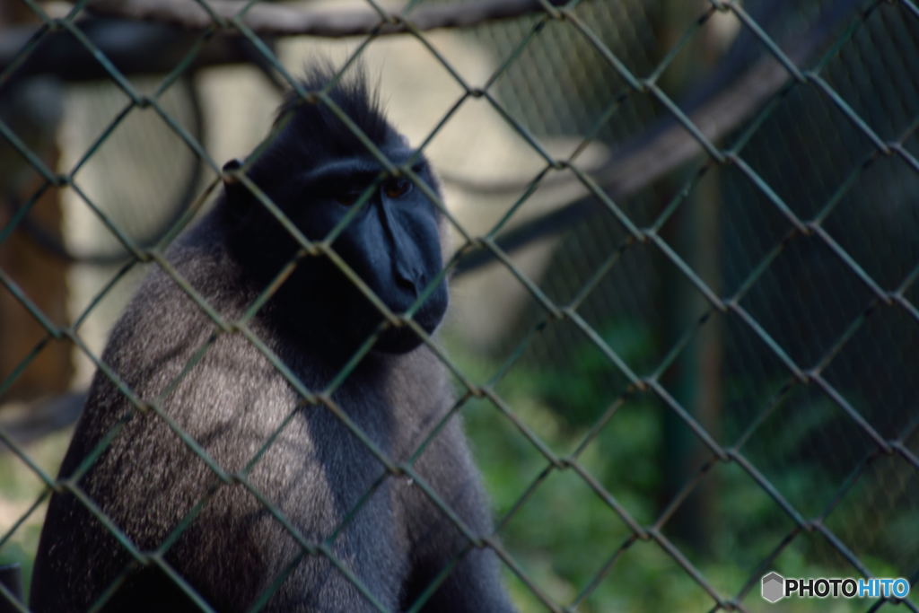 ラグナン動物園-3