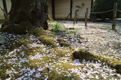 散桜