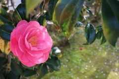 山茶花と散桜