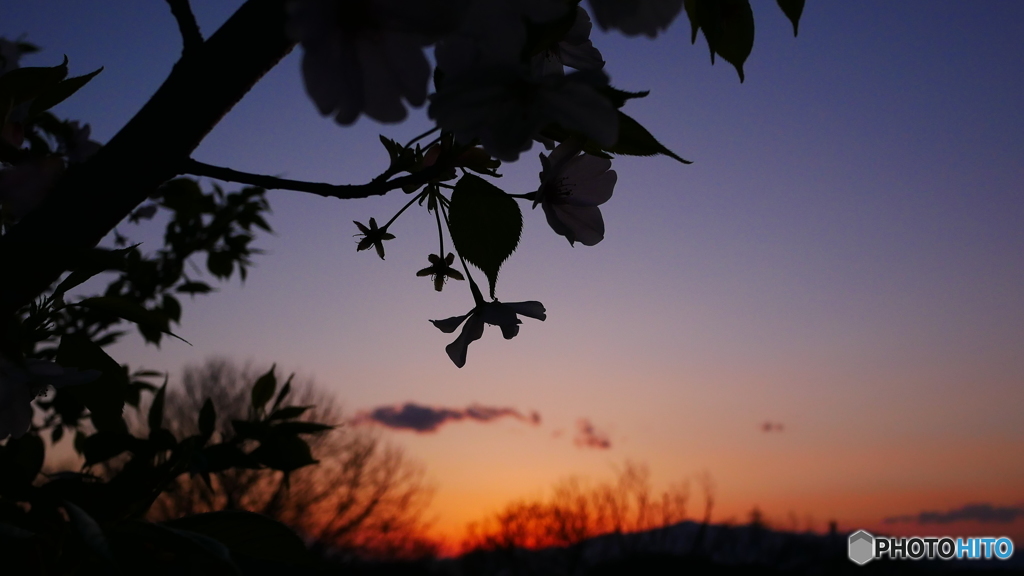 桜散る夕景