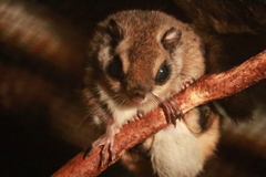ネズミじゃないよ、モモンガだよ