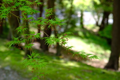 虎渓山永保寺 