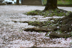 桜の絨毯
