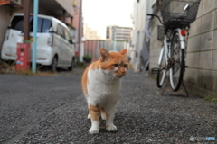 散歩ねこ