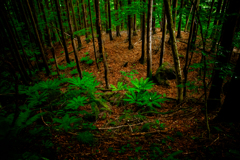 森の絨毯