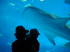 美ら海水族館