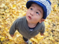 イチョウ並木を