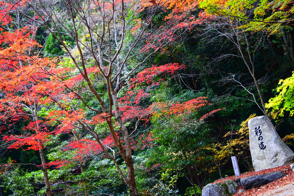 自然の奏でる彩
