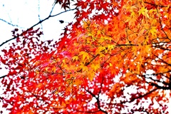 紅葉