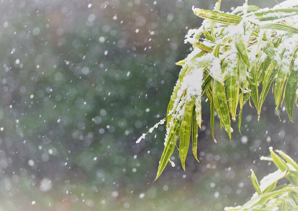 初雪