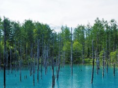 美瑛の「青い池」