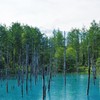 美瑛の「青い池」