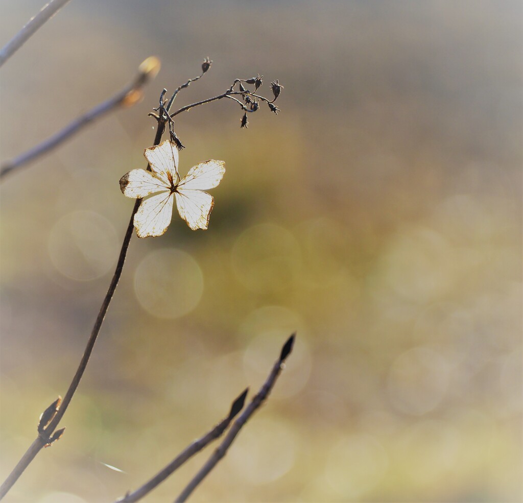 名残花
