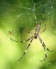 Silk spider(2)