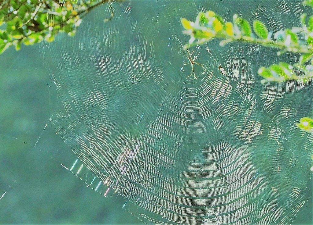 CD of the cobweb