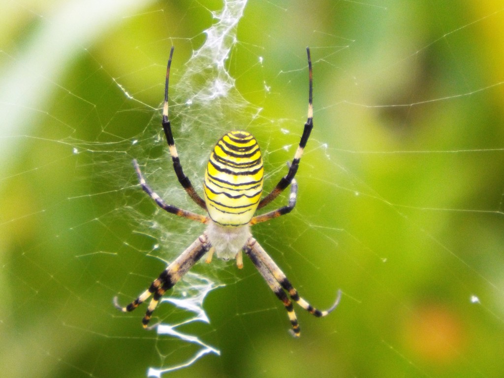 spider