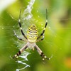 spider