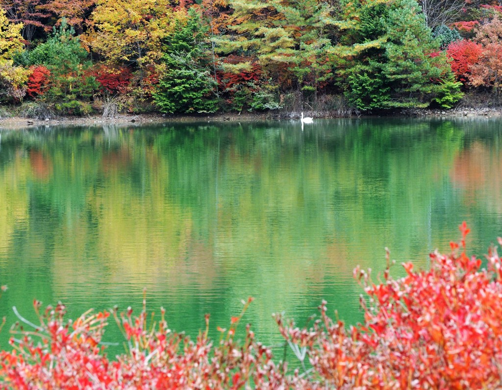 白鳥の棲む小さな湖