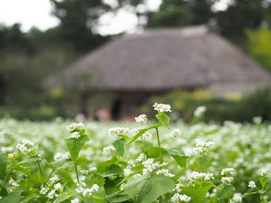 蕎麦の茎はなぜ赤い