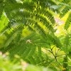 ねむ、ねむ、ねぶーいねぶの花