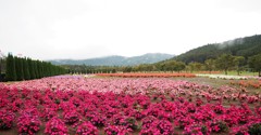 晴れていれば富士山が