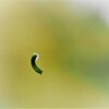 新緑のブランコ