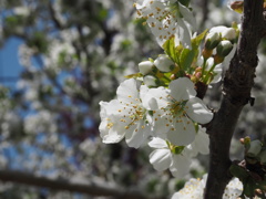 サクランボの花