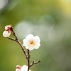 梅が香