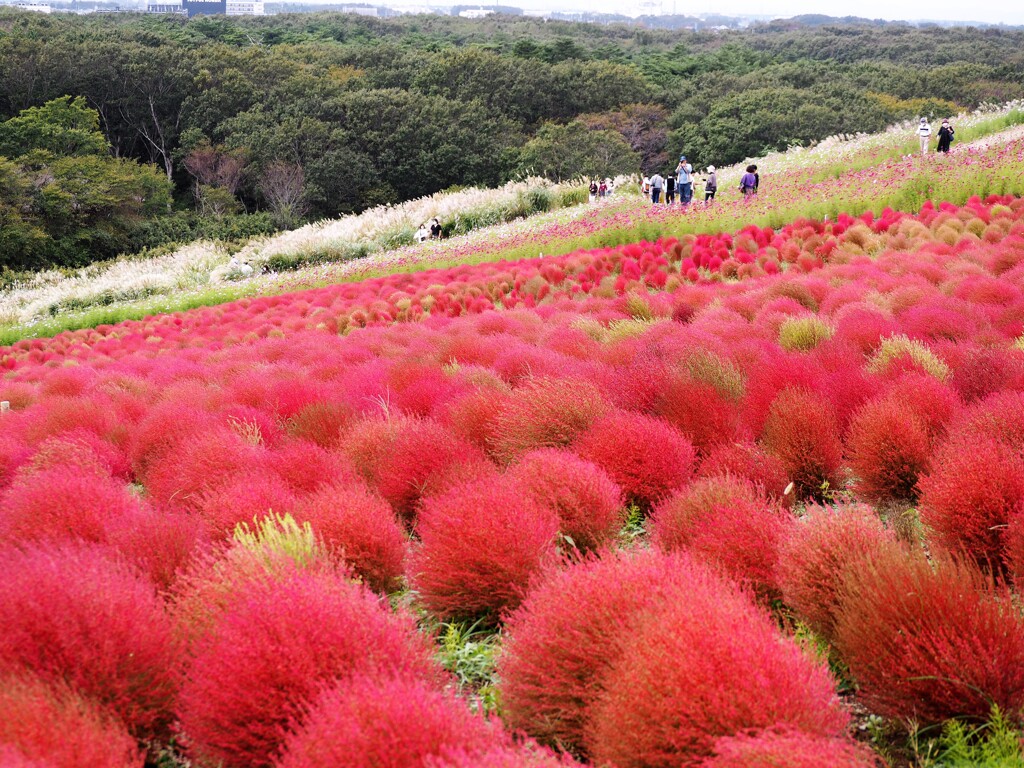 丘の彩