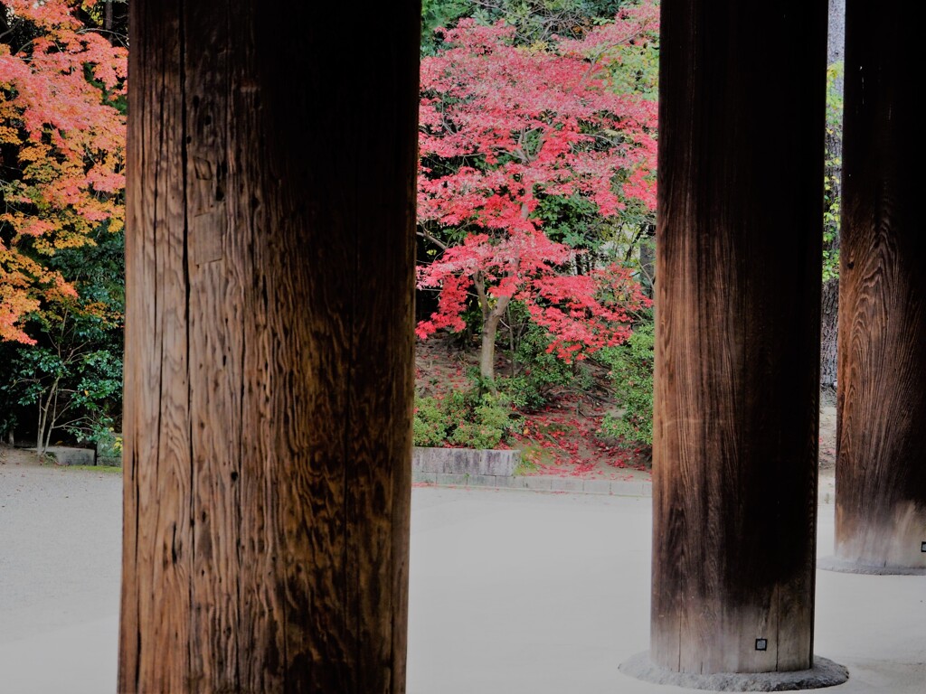 晩秋の奈良を往く[唐招提寺]