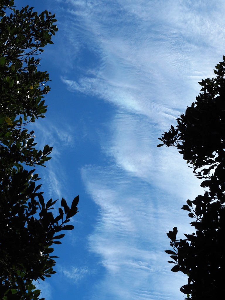 秋を探して～樹間の空