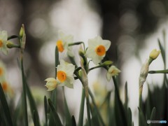 雪中花