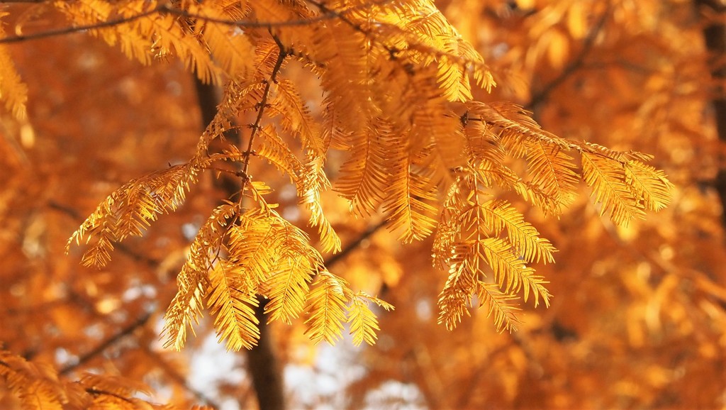 Indian summer