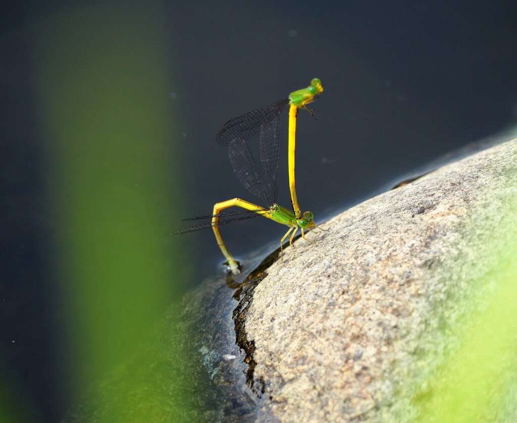 水辺で育む愛のカタチ