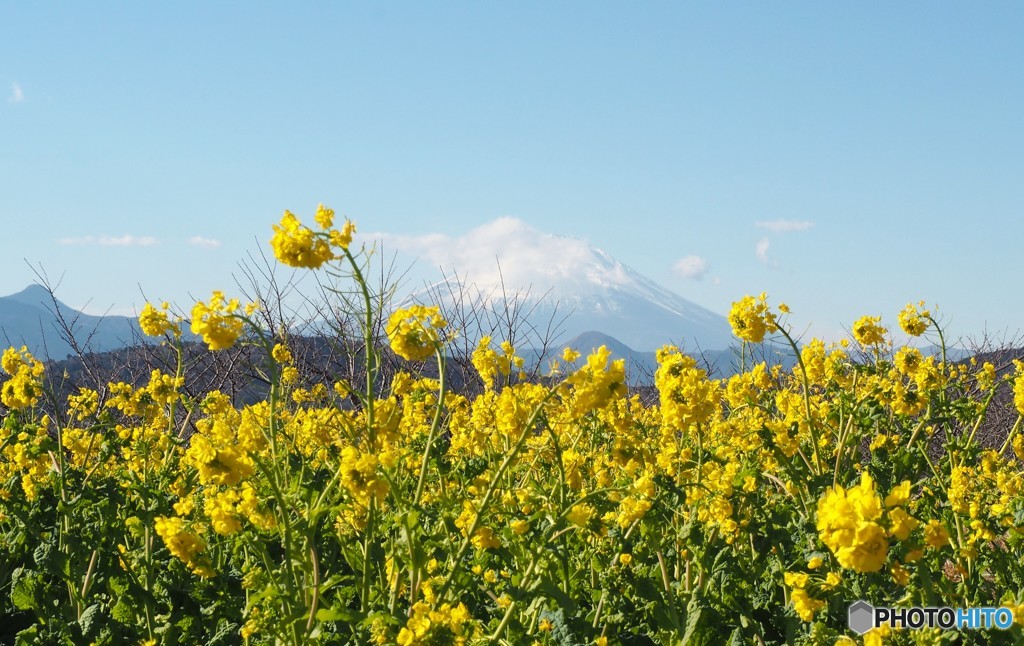 春色富士山