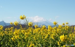 春色富士山