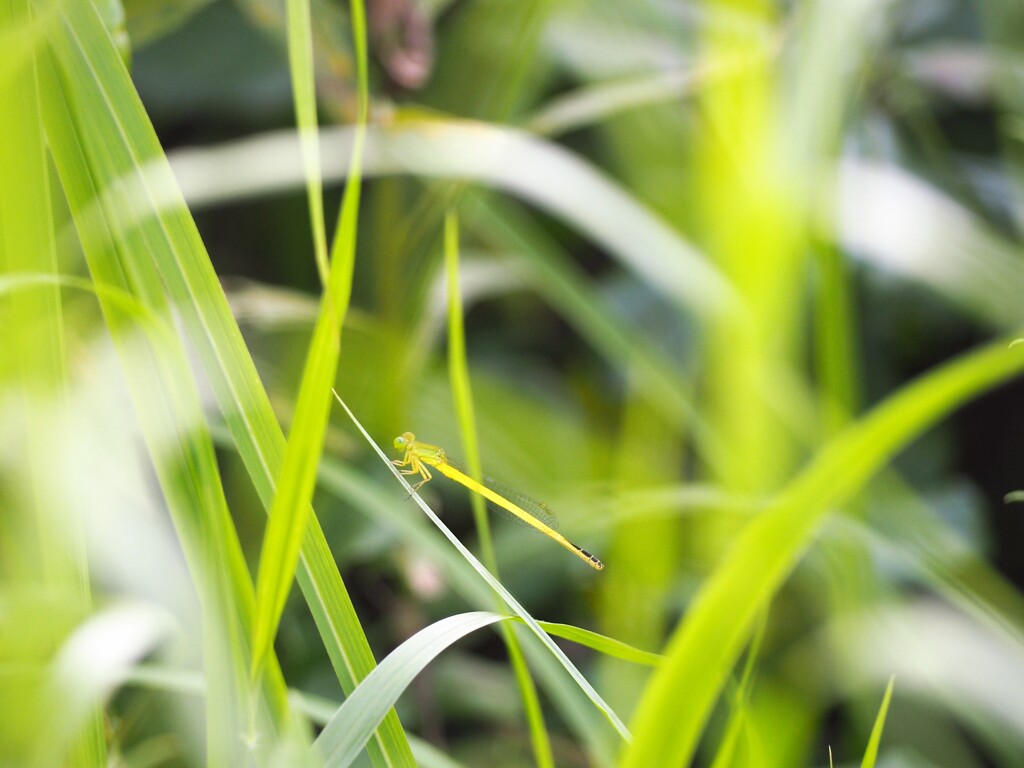 風より軽く