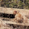里山の春～野生の猿