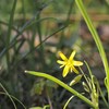 里山の春～キバナノアマナ