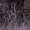 窓に咲く氷花 (2)