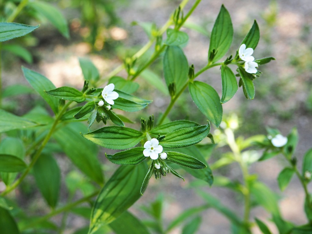 萬葉植物　むらさき