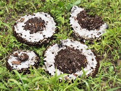 スズメバチの巣 (2)