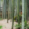 鎌倉散策～竹の庭・報国寺