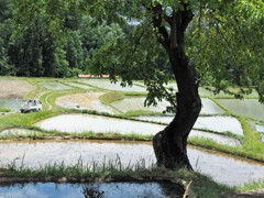 田植え作業進行中
